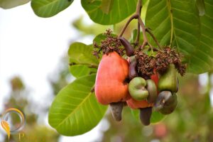 vecteezy asian ripe cashew apple fruits hanging on branches ready to 6836088 861