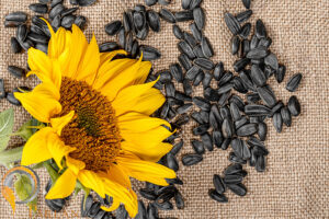 vecteezy sunflower seeds and sunflower on burlap 7727072 777