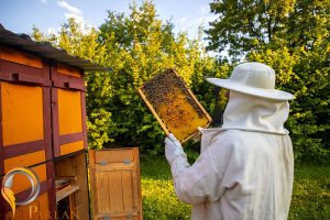 view beekeeper collecting honey beeswax