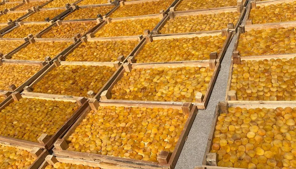 قیسی خشک صادراتی