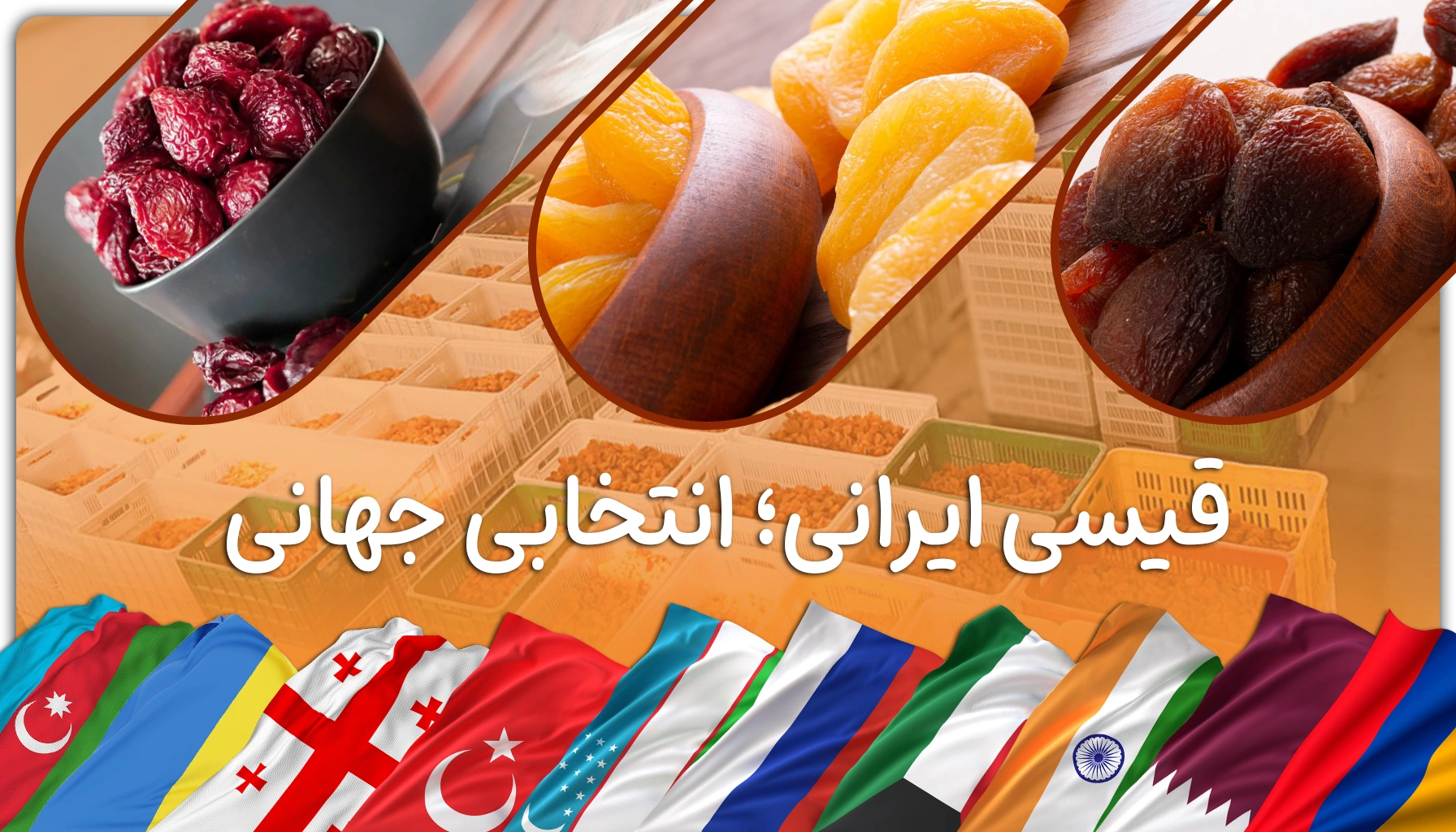 خرید عمده قیسی صادراتی